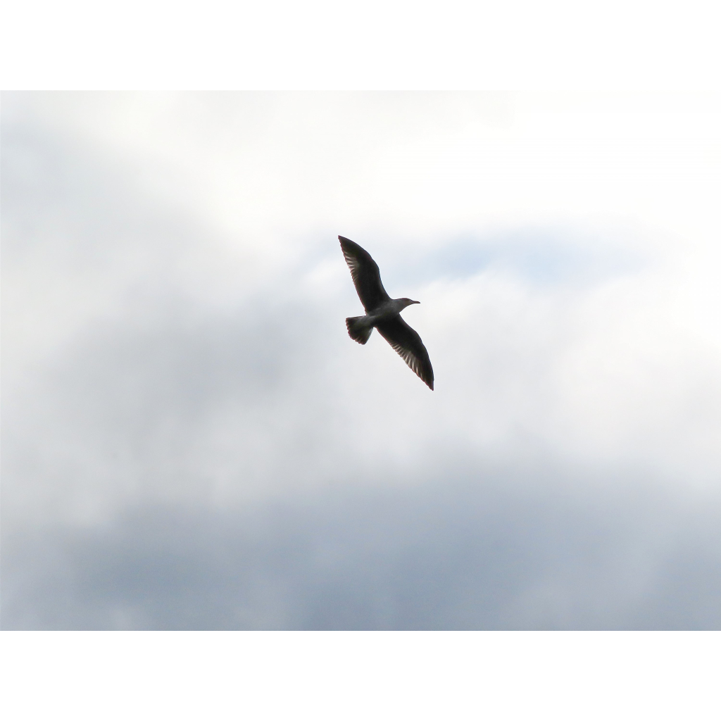 Цифровой фотоаппарат Canon Powershot Zoom White kit (4838C014) - 5 Цифровой фотоаппарат Canon Powershot Zoom White kit (4838C014) - 5