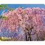 Коврик для мышки Defender Silk Pad Nature (50707) - 2